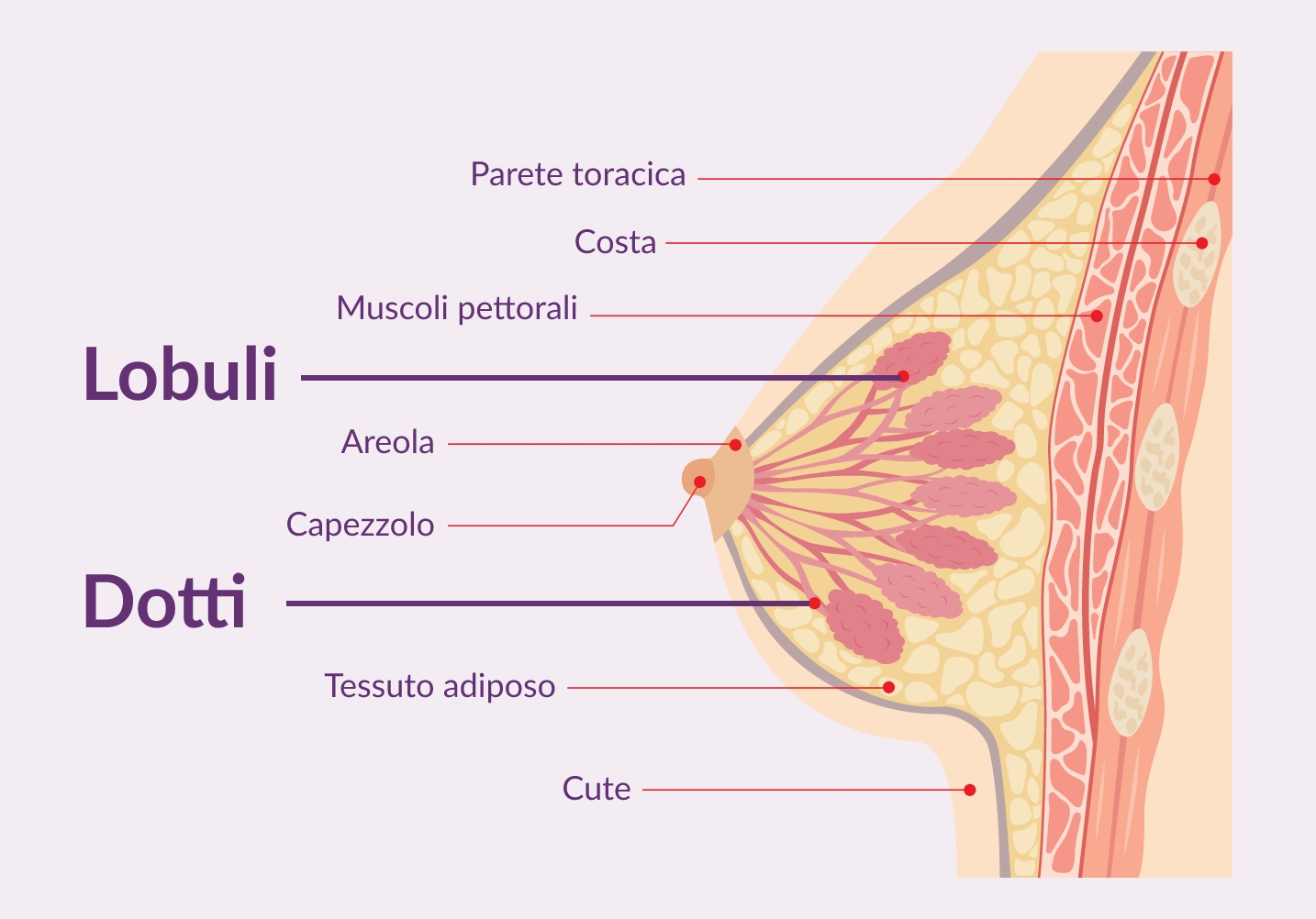 Il tumore al seno